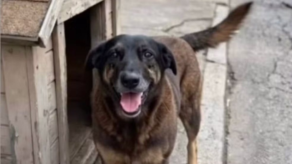 Caso Orelha: o que se sabe até agora sobre a morte do cão em SC - Reprodução / Redes sociais