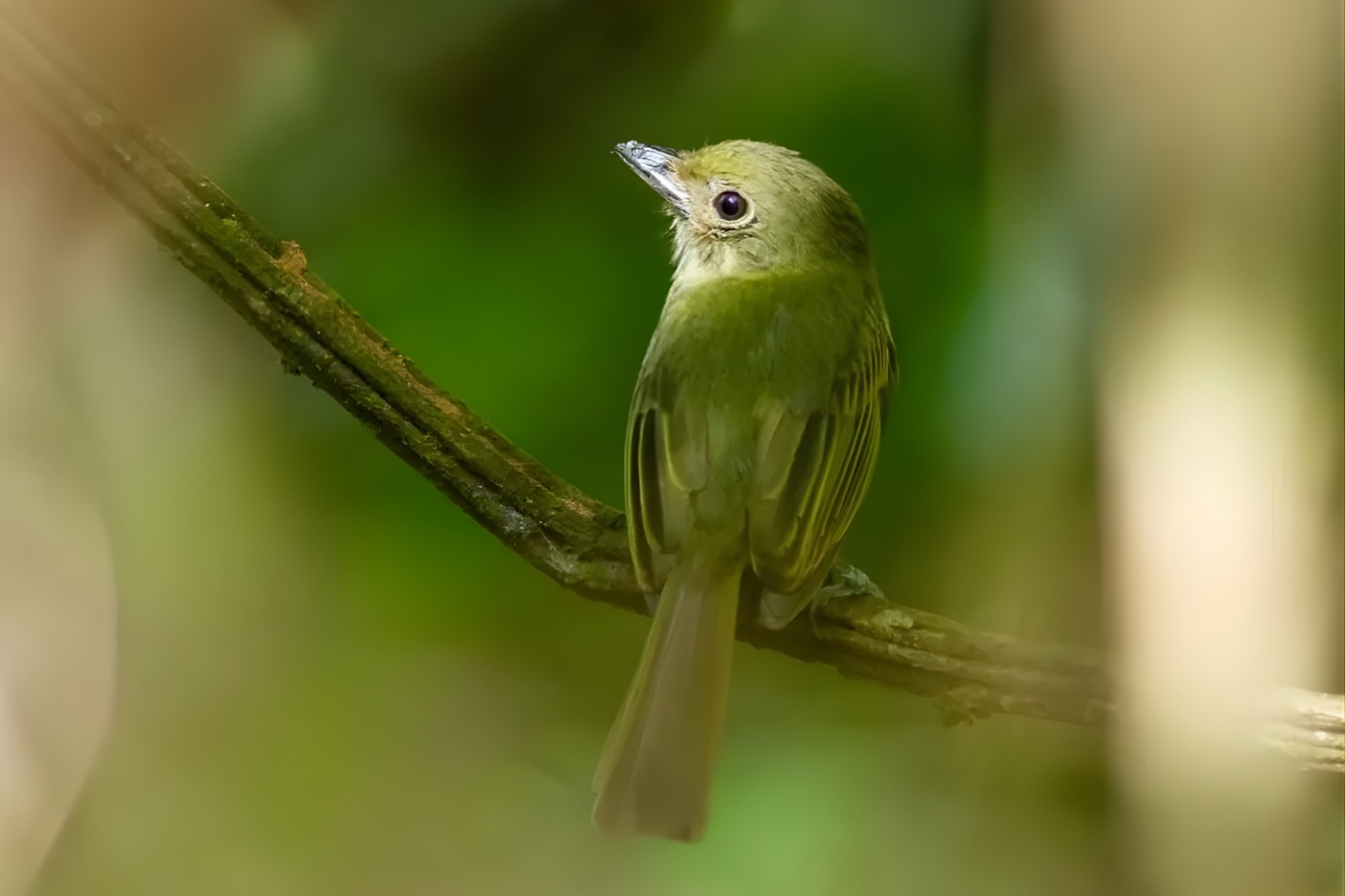 Em Eirunepé, MPAM apura possível criação e comercialização irregular de aves silvestres