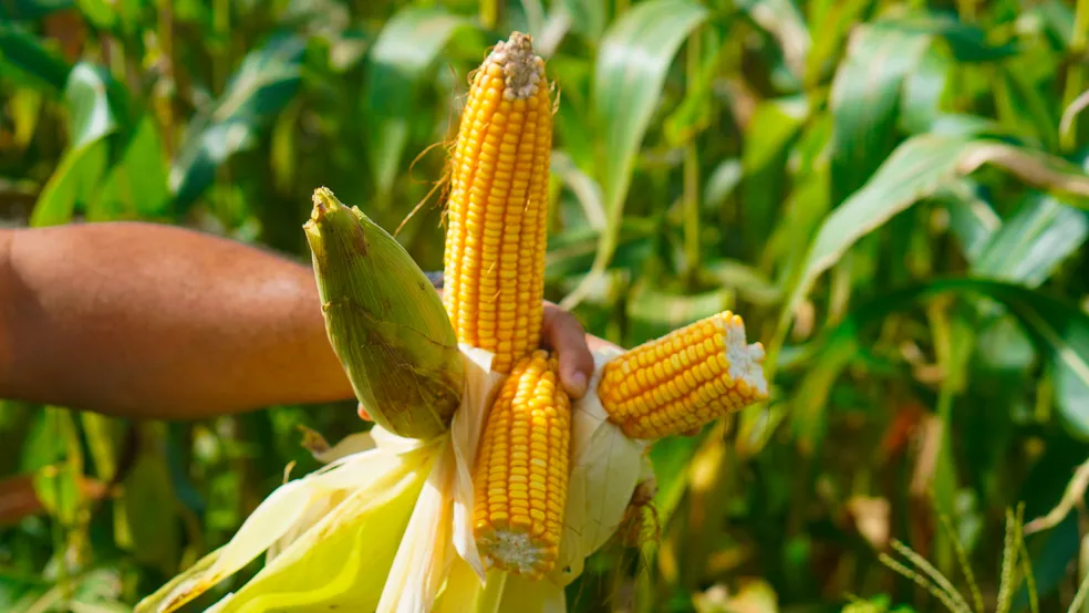 Produtores da agricultura familiar recebem licenças para plantio de milho e soja em Macapá