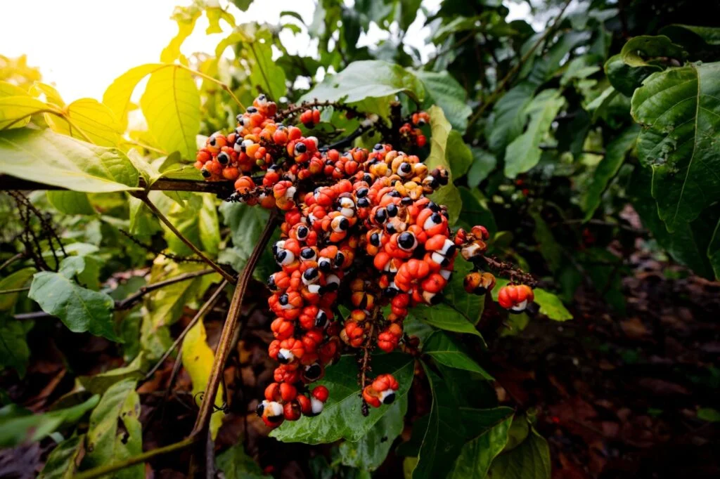 Agricultura no Amazonas: Prospam recebe propostas até sexta-feira