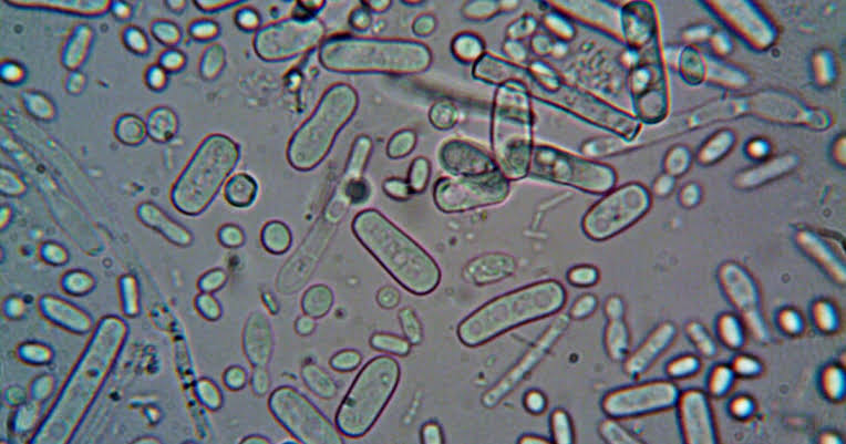 Estudo alerta que bactérias resistentes a antibióticos deixam crianças mais vulneráveis a infecções comuns