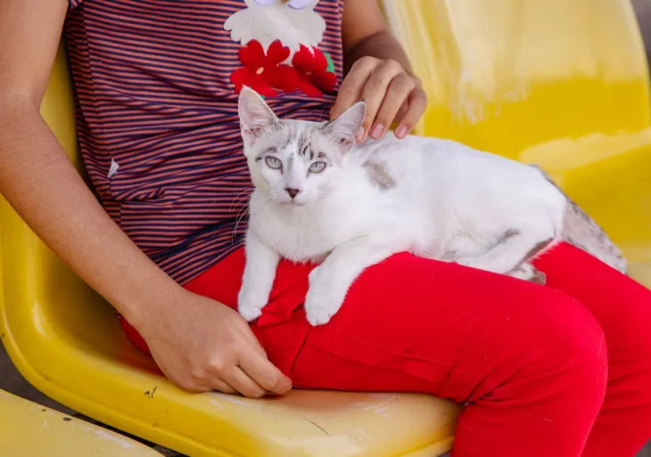 Manaus abre agendamento para castração gratuita de cães e gatos