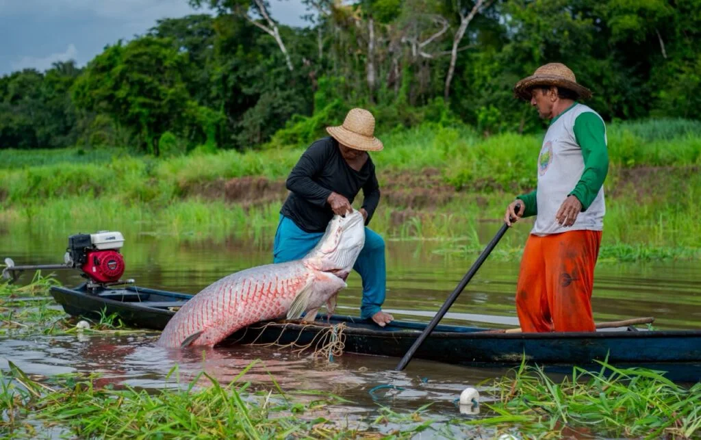 Programa EcoAm: inscrições gratuitas para chamada de bioeconomia na Amazônia