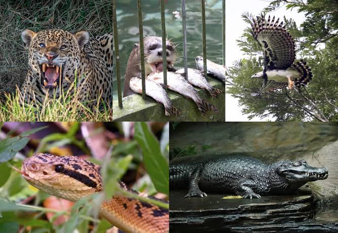No Dia da Amazônia, conheça cinco dos grandes predadores da maior floresta tropical do mundo