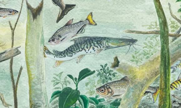 Bacia Amazônica abriga mais de 2,7 mil espécies de peixes, revela levantamento científico