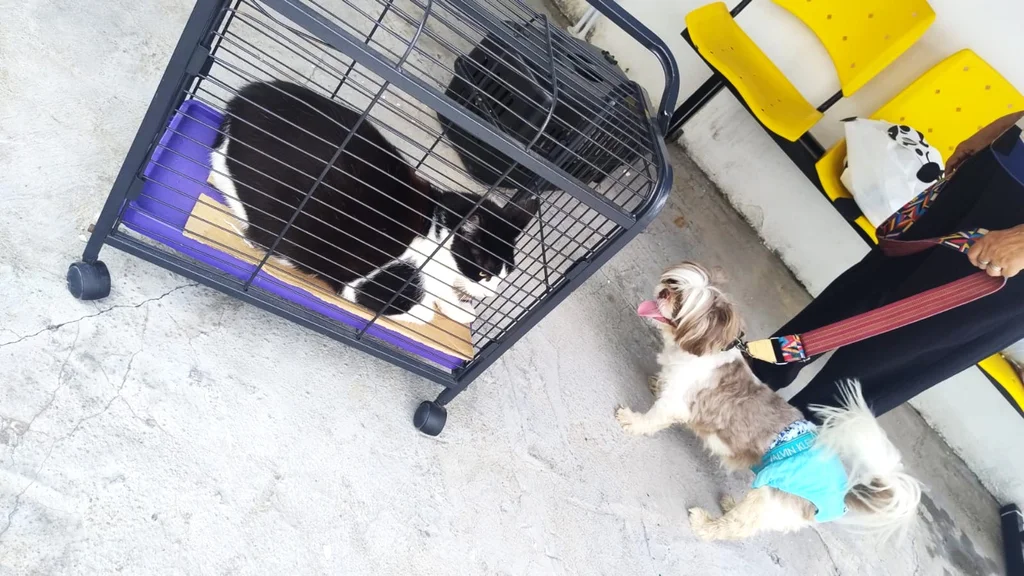 Semsa orienta vacinação adequada e segura de cães e gatos