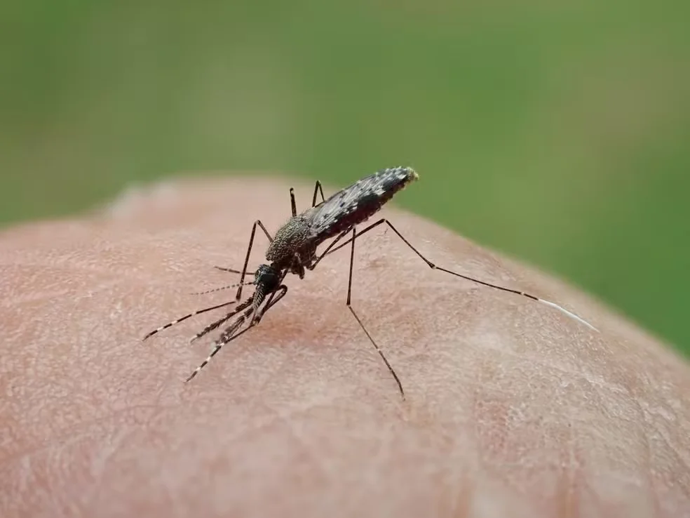 Anvisa libera testes em humanos de vacina brasileira contra malária