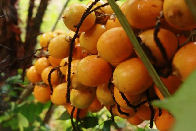 Tambaqui, tucumã e açaí: alimentos amazônicos podem prevenir a obesidade